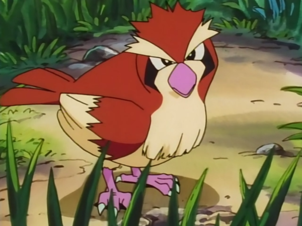 evolucion-de-pidgey-calle